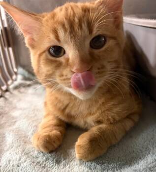 Domestic Short Hair Cats Available for Adoption in Huntington, Indiana - Catamari | PetCurious