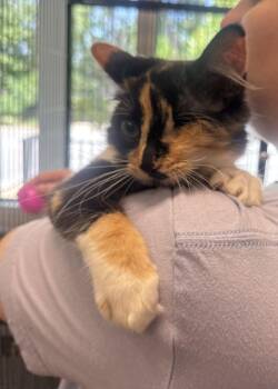 Erca -  Domestic Short Hair Cat for Adoption in Hilton Head Island, South Carolina - Erca | PetCurious