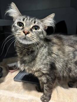 SARAH -  Domestic Medium Hair Cat for Adoption in Leesburg, Virginia - SARAH | PetCurious