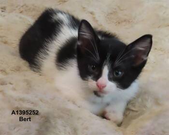 Rescue Domestic Short Hair Cats for Adoption in San Jose, California - BERT | PetCurious