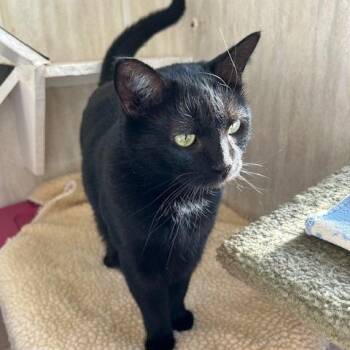 Shelby -  Domestic Short Hair Cat Available for Adoption in Berkeley Springs, West Virginia - Shelby | PetCurious
