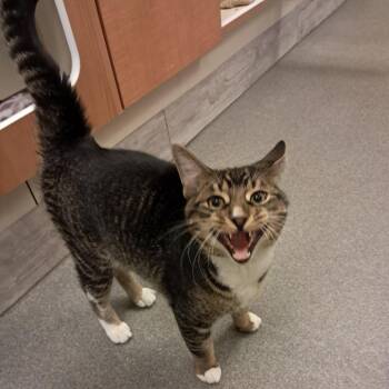 Morgan -  Domestic Short Hair Cat for Adoption in Concord, New Hampshire - Morgan | PetCurious