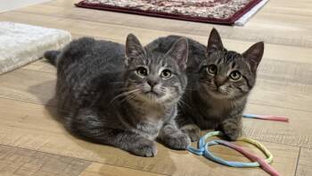 Domestic Short Hair Cats Available for Adoption - Milo From “Max And Milo” | PetCurious