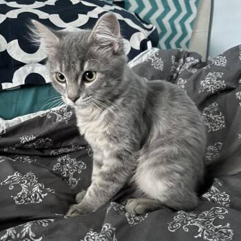Slip -  Domestic Short Hair Cat for Adoption in Decatur, Georgia - Slip | PetCurious