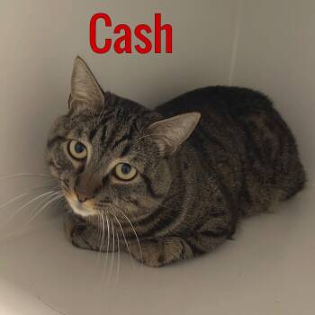 Cash -  Domestic Short Hair Cat for Adoption in Pleasantville, New Jersey - Cash | PetCurious