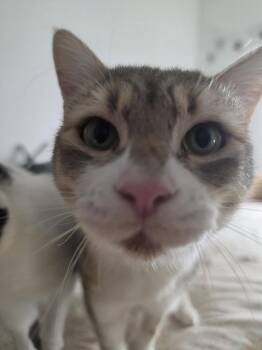 Sailor & Moon (Courtesy Post) -  Domestic Short Hair Cat for Adoption in San Jose, California - Sailor & Moon (Courtesy Post) | PetCurious
