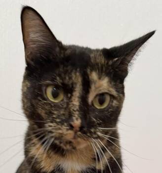 Candie -  Domestic Short Hair Cat for Adoption in Sault Ste. Marie, Michigan - Candie | PetCurious