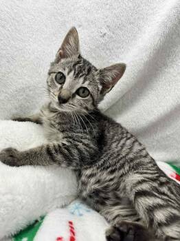 Rescue Tabby Cats for Adoption in Tavares, Florida - Goofy | PetCurious