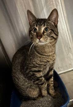 Domestic Short Hair Cats Available for Adoption in Princeton, Indiana - Pixie | PetCurious