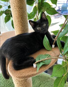 Miss Jackie Black -  Domestic Short Hair Cat for Adoption in Los Angeles, California - Miss Jackie Black | PetCurious