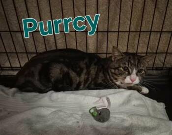 Purrcy -  Domestic Short Hair Cat for Adoption in Keansburg, New Jersey - Purrcy | PetCurious