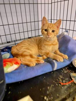 Rescue Domestic Short Hair Cats for Adoption in Treasure Island, Florida - Butterscotch | PetCurious