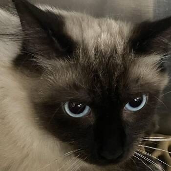 Siamese Cats Available for Adoption in Alexandria, Virginia - Romeow | PetCurious