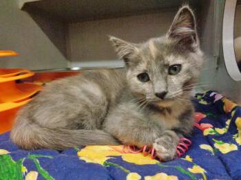 DHARMA -  Dilute Tortoiseshell Cat for Adoption in Delhi, New York - DHARMA | PetCurious