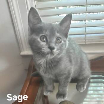 SAGE -  Domestic Medium Hair and Domestic Short Hair Cat for Adoption in Kyle, Texas - SAGE | PetCurious