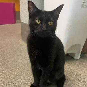 Domestic Short Hair Cats Available for Adoption in Wichita, Kansas - Nyxi | PetCurious