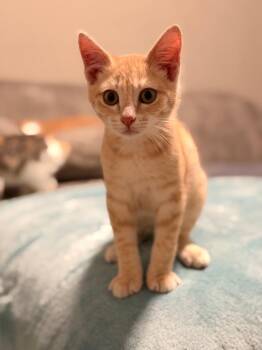 Pumpkin -  Domestic Short Hair Cat for Adoption in San Antonio, Texas - Pumpkin | PetCurious