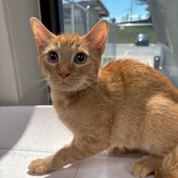 Kahlua -  Domestic Short Hair Cat for Adoption in Columbiana, Alabama - Kahlua | PetCurious