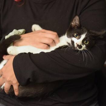 Batman -  Domestic Short Hair Cat for Adoption in Belleville, Illinois - Batman | PetCurious