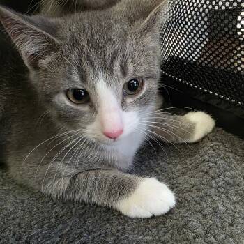 Rescue Domestic Short Hair Cats for Adoption in Huntington, West Virginia - Cheeseball | PetCurious