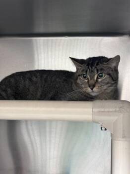 Domestic Short Hair Cats Available for Adoption - Pepper | PetCurious