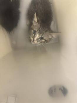 MAUI -  Domestic Short Hair Cat for Adoption in Dallas, Texas - MAUI | PetCurious