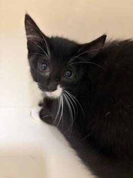 Affogato -  Domestic Short Hair Cat for Adoption in Westland, Michigan - Affogato | PetCurious
