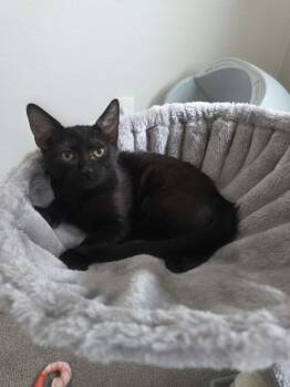 Corvette -  Domestic Short Hair Cat for Adoption in Tucson, Arizona - Corvette | PetCurious