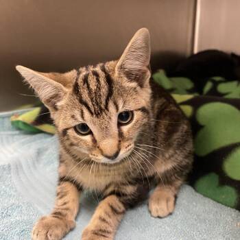 Eliza -  Domestic Short Hair Cat for Adoption in Wilmington, Delaware - Eliza | PetCurious