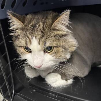 Stanley -- Bonded Buddy With Oliver -  Domestic Short Hair Cat for Adoption in Des Moines, Iowa - Stanley -- Bonded Buddy With Oliver | PetCurious