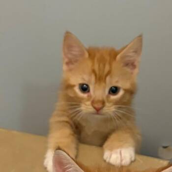 Sylvie_k4 -  Domestic Short Hair Cat for Adoption in Scituate, Massachusetts - Sylvie_k4 | PetCurious