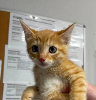 Bowhead -  Domestic Short Hair Cat for Adoption in Bolivar, Missouri - Bowhead | PetCurious