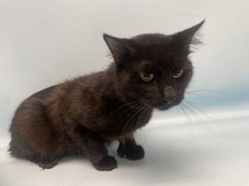 Oso -  Domestic Short Hair Cat for Adoption in Golden Valley, Minnesota - Oso | PetCurious