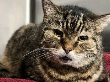 Rescue Domestic Short Hair Cats for Adoption in Cleveland, Ohio - Muzby | PetCurious