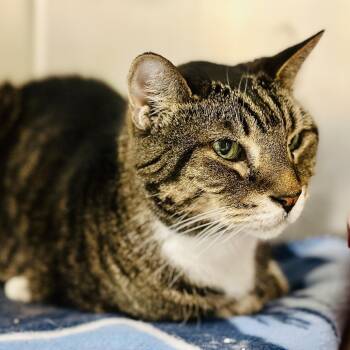 Simon  -  Domestic Short Hair Cat Available for Adoption in Jackson Township, New Jersey - Simon  | PetCurious