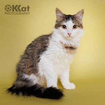 Zebby -  Domestic Long Hair Cat Available for Adoption in Crescent, Oklahoma - Zebby | PetCurious