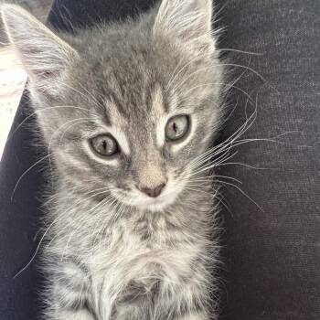 Hal -  Domestic Short Hair Cat for Adoption in Normal, Illinois - Hal | PetCurious