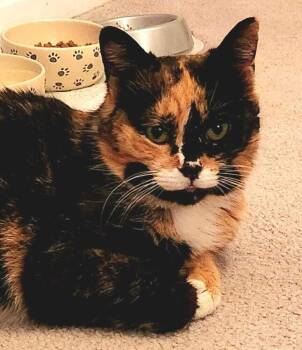 Domestic Short Hair Cats Available for Adoption in Jessup, Maryland - Cleo | PetCurious