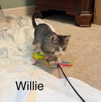 Willie -  Domestic Short Hair Cat for Adoption in River Ridge, Louisiana - Willie | PetCurious