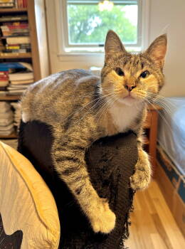 Rescue Domestic Short Hair Cats for Adoption in Trenton, New Jersey - Theia (pronounced Thay-a) | PetCurious