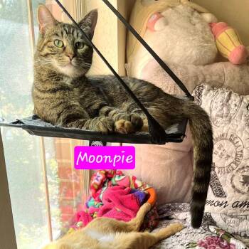 Emmy -  Domestic Short Hair Cat for Adoption in Jessup, Maryland - Emmy | PetCurious