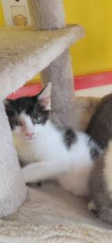 Rescue Domestic Short Hair Cats for Adoption in Owensboro, Kentucky - STRATUS! | PetCurious