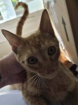 Skull -  Domestic Short Hair Cat for Adoption in Bolivar, Missouri - Skull | PetCurious