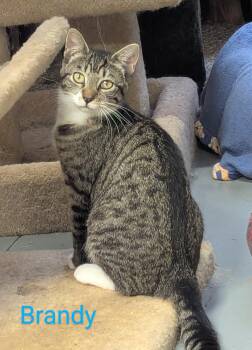Rescue Domestic Short Hair Cats for Adoption in Fort Ripley, Minnesota - Brandy | PetCurious