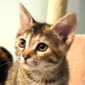 Domestic Short Hair Cats Available for Adoption - Ellie | PetCurious