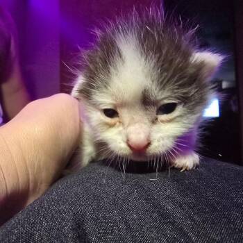 Snickers -  Domestic Medium Hair Cat for Adoption in Marble, North Carolina - Snickers | PetCurious