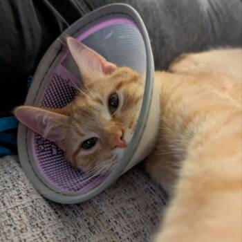 Nacho Libre -  Domestic Short Hair Cat Available for Adoption in La Grange, Kentucky - Nacho Libre | PetCurious