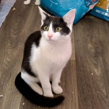 Rescue Domestic Short Hair Cats for Adoption in Richmond, Virginia - Landline | PetCurious