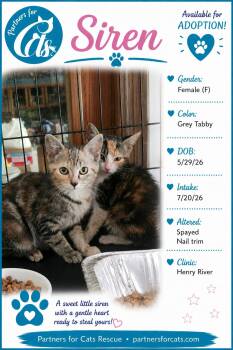 Siren -  Domestic Short Hair and Tabby Cat for Adoption in Morganton, North Carolina - Siren | PetCurious