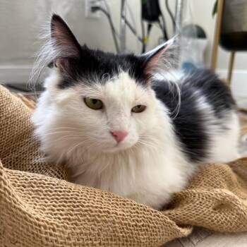 Baby -  Domestic Long Hair Cat for Adoption in Bountiful, Utah - Baby | PetCurious